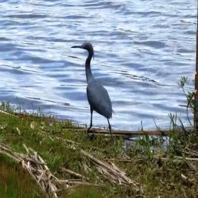 Brunswick Forest Boardwalk - Leland, NC