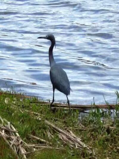 Brunswick Forest Boardwalk - Leland, NC