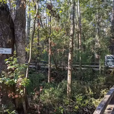 Brunswick Forest Boardwalk - Leland, NC