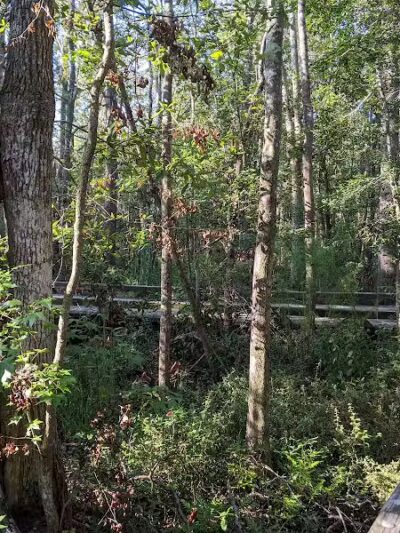 Brunswick Forest Boardwalk - Leland, NC