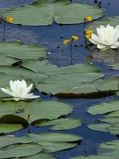 Black Hoof Park - Lenexa, KS