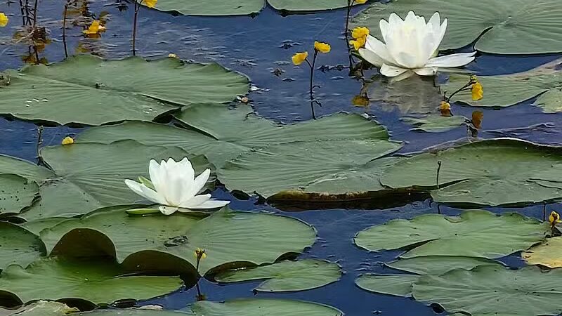 Black Hoof Park - Lenexa, KS