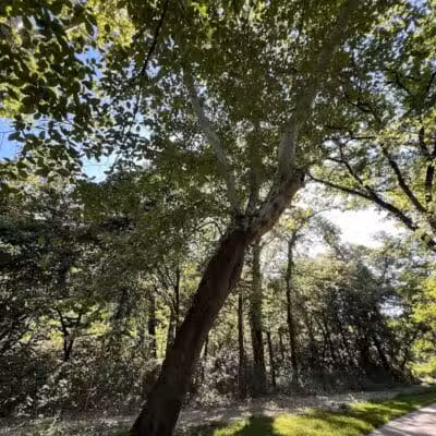 Mill Creek Streamway Park - Lenexa, KS