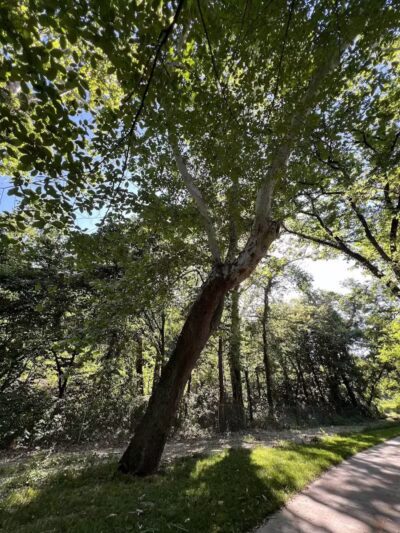 Mill Creek Streamway Park - Lenexa, KS