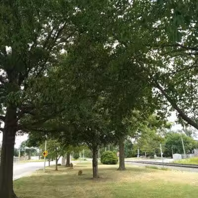 Bradshaw Park - Lenexa, KS