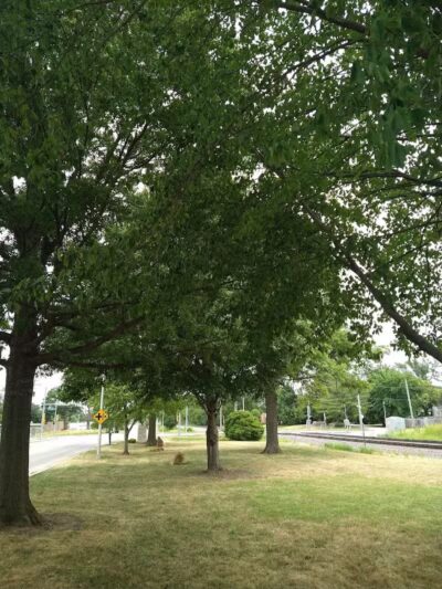 Bradshaw Park - Lenexa, KS