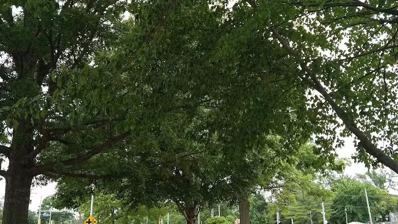 Bradshaw Park - Lenexa, KS