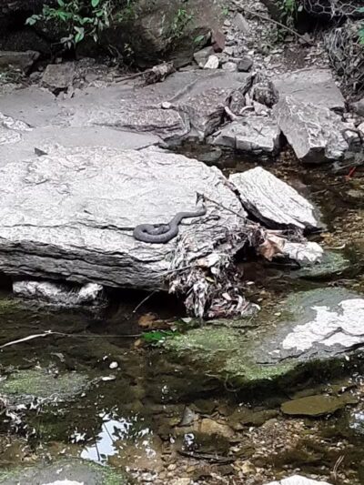 Flat Rock Creek Park - Lenexa, KS