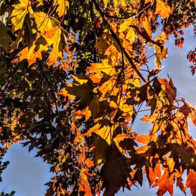 Flat Rock Creek Park - Lenexa, KS