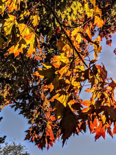 Flat Rock Creek Park - Lenexa, KS