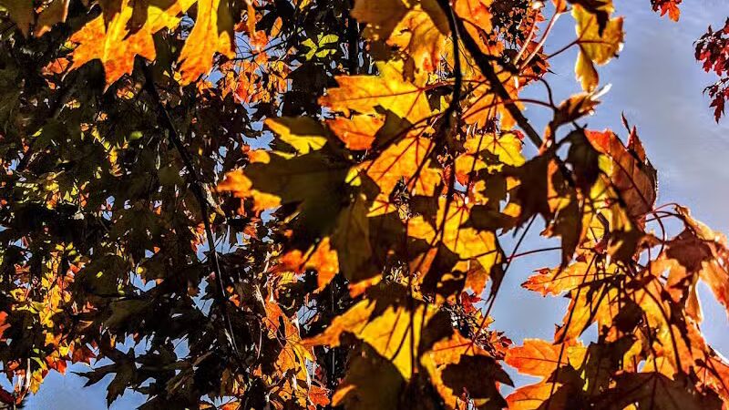 Flat Rock Creek Park - Lenexa, KS