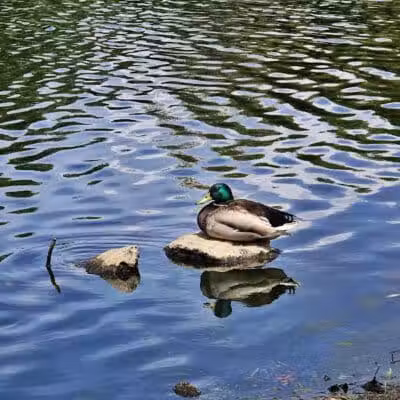 Hidden Woods Park - Lenexa, KS