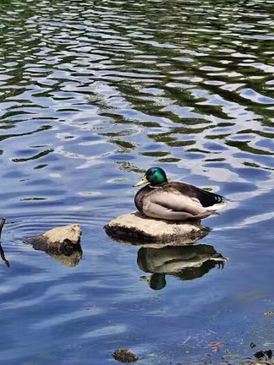 Hidden Woods Park - Lenexa, KS