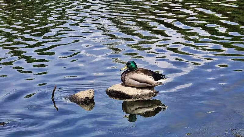 Hidden Woods Park - Lenexa, KS