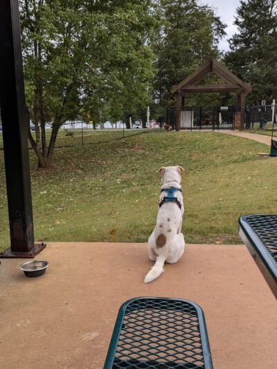 Dog Park - Lenoir City, TN