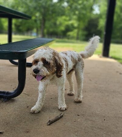 Dog Park - Lenoir City, TN