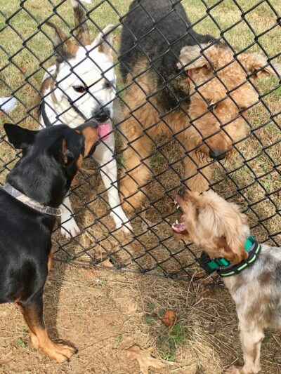 Dog Park - Lenoir City, TN