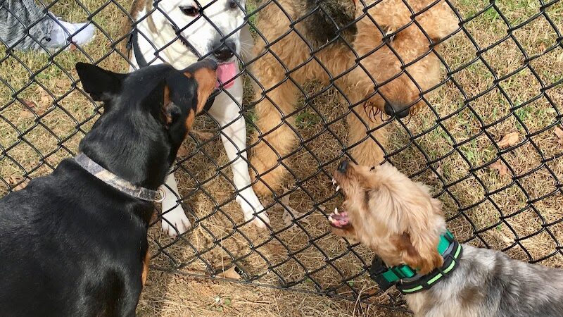 Dog Park - Lenoir City, TN
