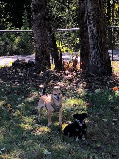 Dog Park - Lenoir City, TN