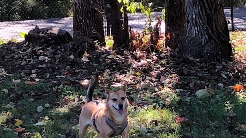 Dog Park - Lenoir City, TN
