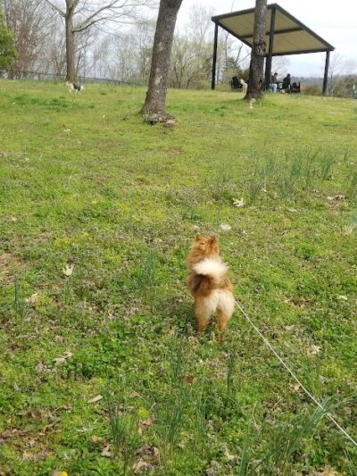 Dog Park - Lenoir City, TN