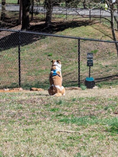 Dog Park - Lenoir City, TN