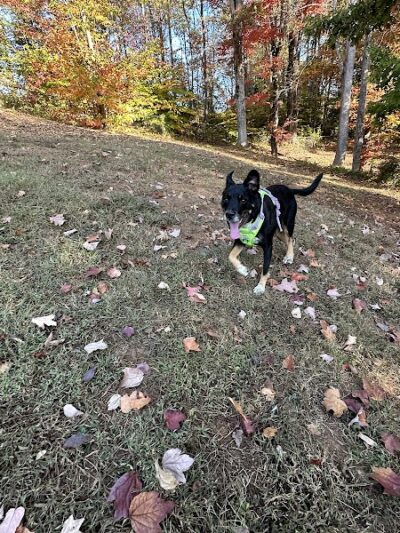 Dog Park - Lenoir City, TN