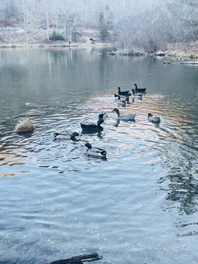 Laurel Lake Park - Lenore, WV