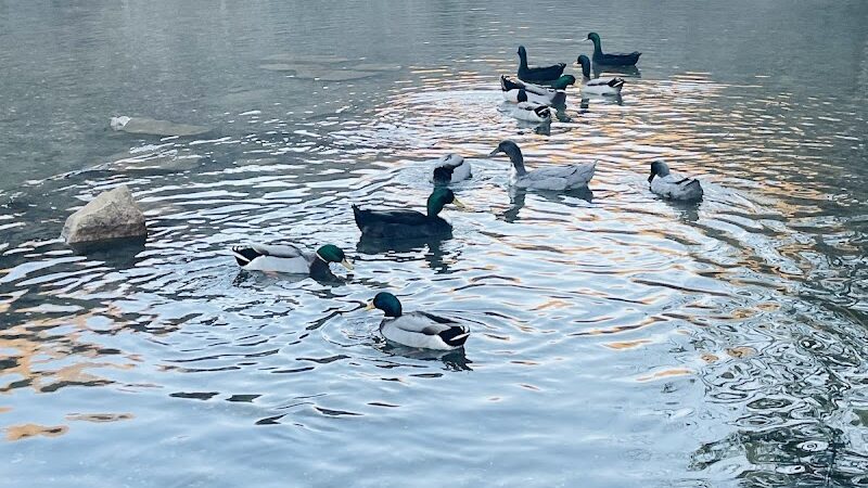 Laurel Lake Park - Lenore, WV