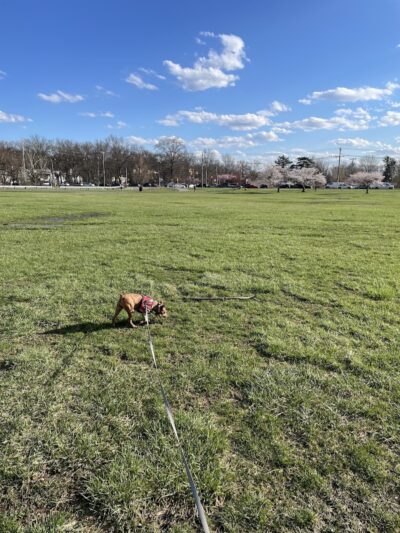 Overpeck Dog Park - Leonia, NJ