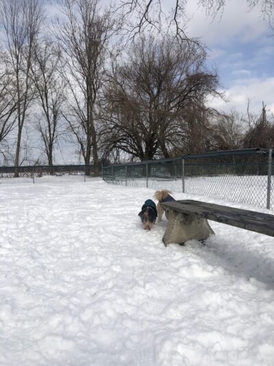 Overpeck Dog Park - Leonia, NJ