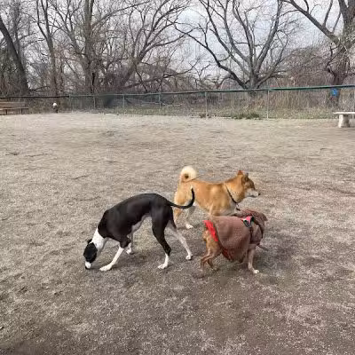 Overpeck Dog Park - Leonia, NJ