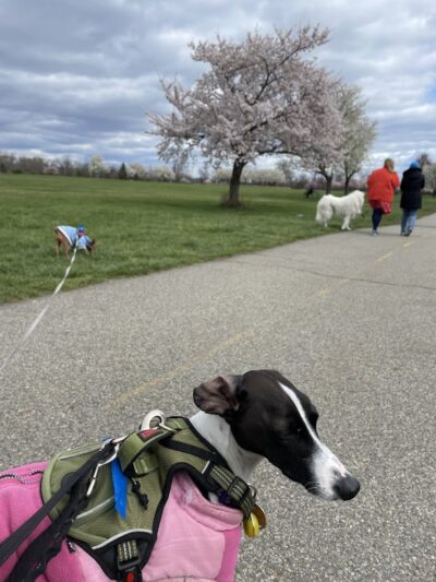 Overpeck Dog Park - Leonia, NJ