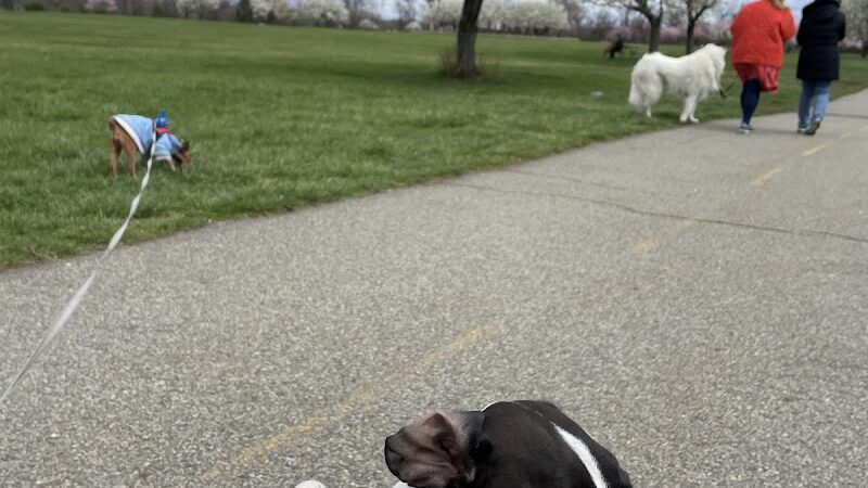 Overpeck Dog Park - Leonia, NJ