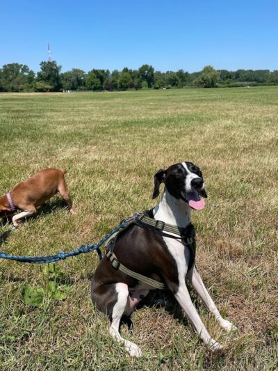 Overpeck Dog Park - Leonia, NJ