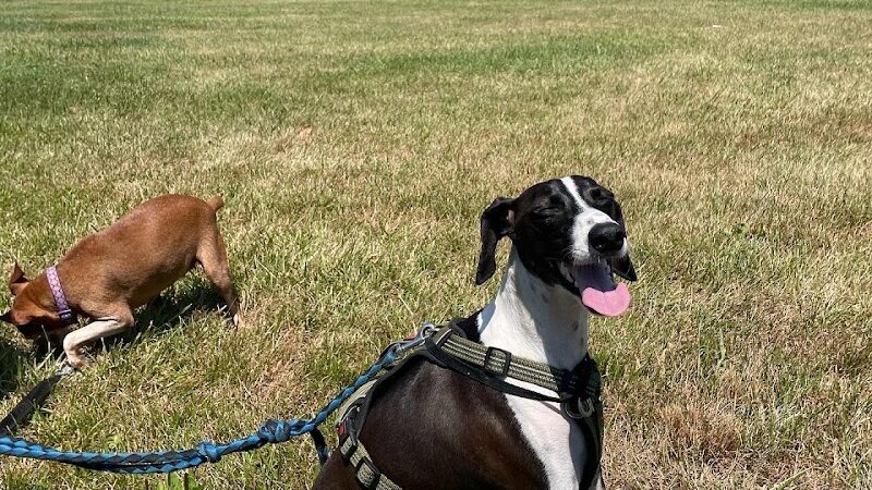 Overpeck Dog Park - Leonia, NJ