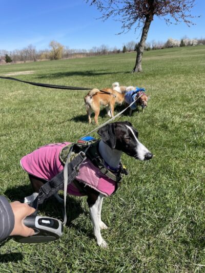 Overpeck Dog Park - Leonia, NJ