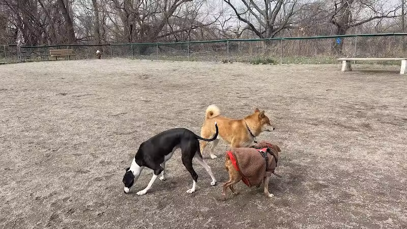 Overpeck Dog Park - Leonia, NJ