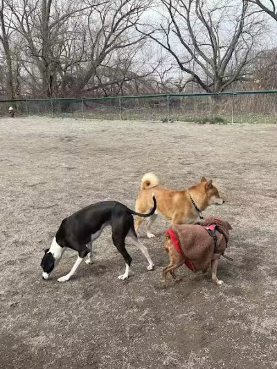 Overpeck Dog Park - Leonia, NJ