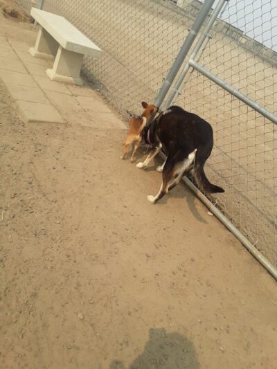 Eagle Scout Dog Park