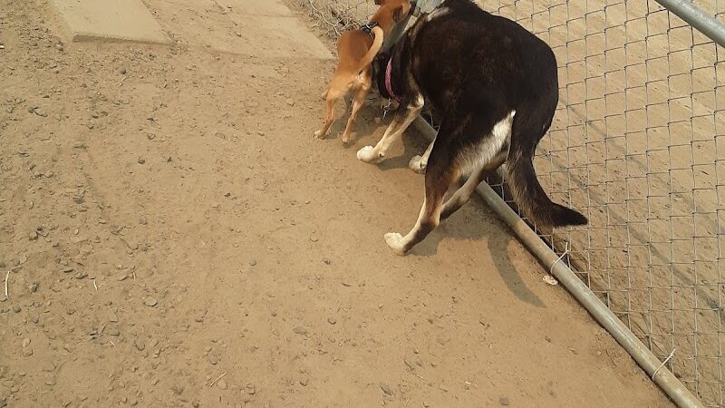 Eagle Scout Dog Park