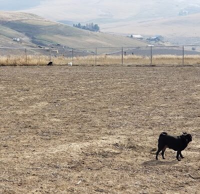 Eagle Scout Dog Park