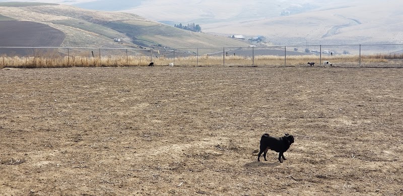Eagle Scout Dog Park