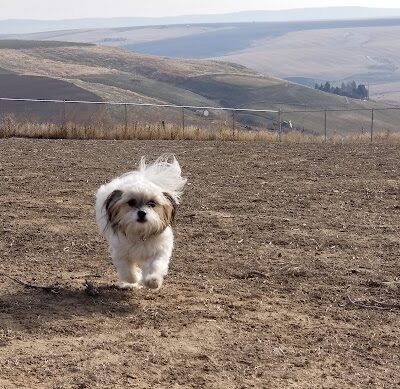Eagle Scout Dog Park