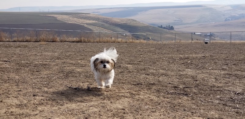 Eagle Scout Dog Park