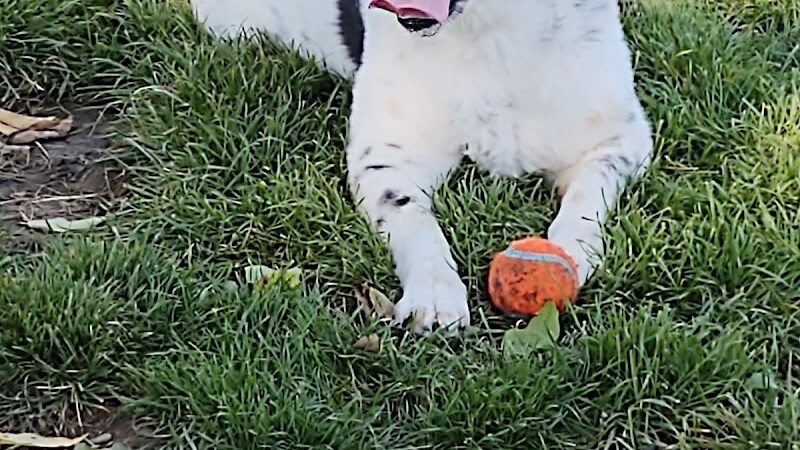 Penny's Memorial Dog Park