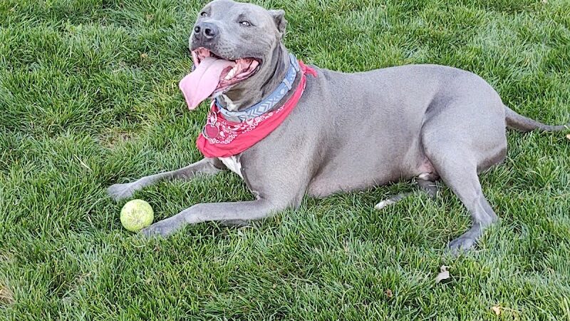 Penny's Memorial Dog Park
