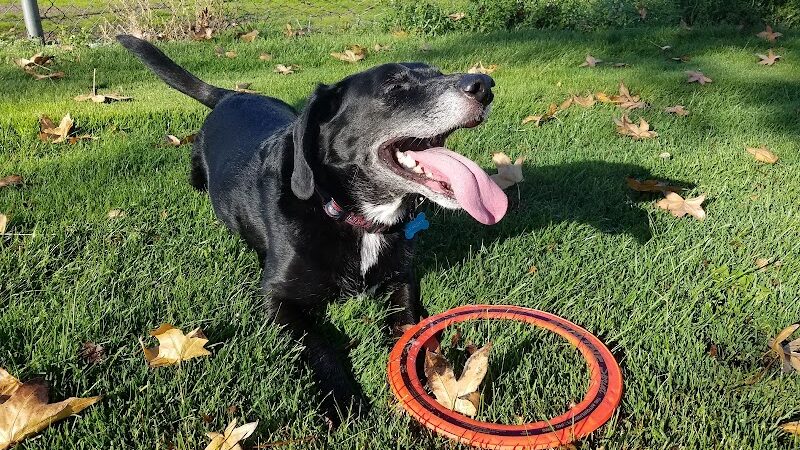 Penny's Memorial Dog Park