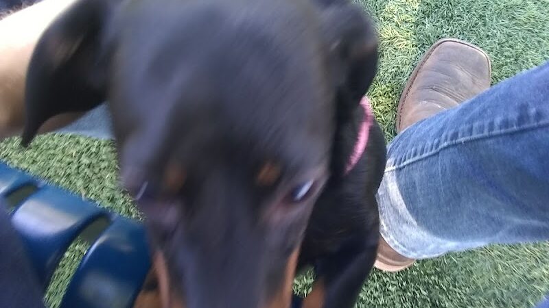 Penny's Memorial Dog Park