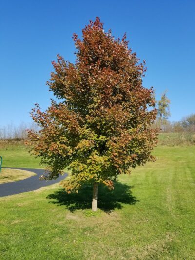 Ratcliff Park - Lewistown, IL